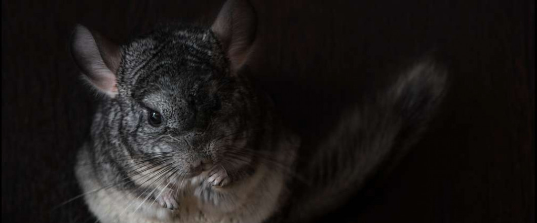 Exotic Animal Healthcare Binghamton Endicott Ny Fur And